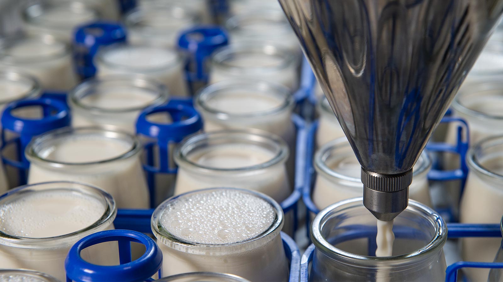 Diferentes yogures a elegir